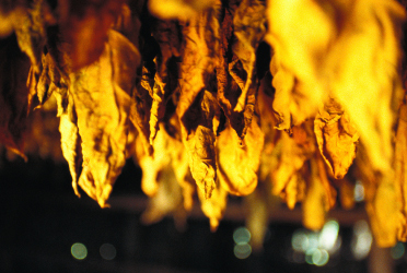 Tabak als Inhaltsstoff der neo sticks